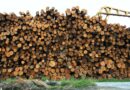 Framing Lumber Prices Continue to Surge Amid Election Optimism and Interest Rate Cuts