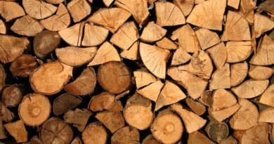 Genetically-Engineered Wood Opens up Possibilities for Producing Building Materials at a Lower Cost