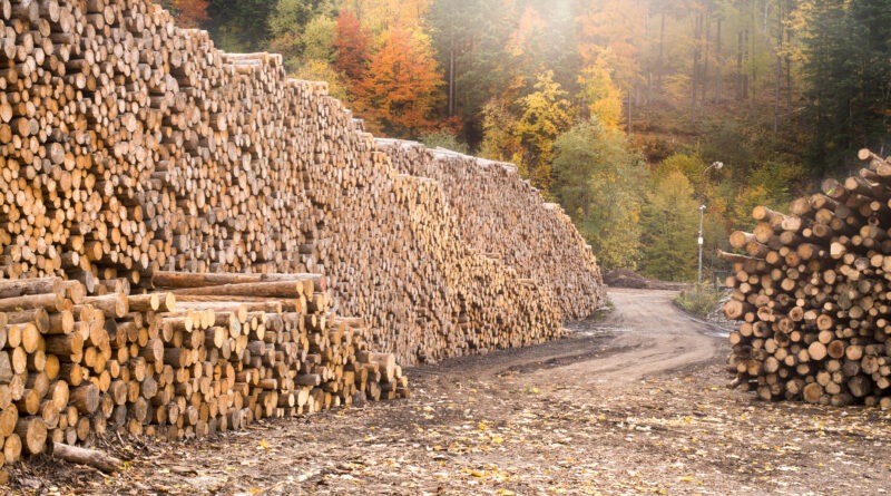 softwood lumber